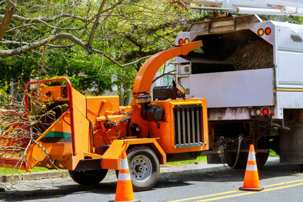 Dead Tree Removal in Strasburg, VA